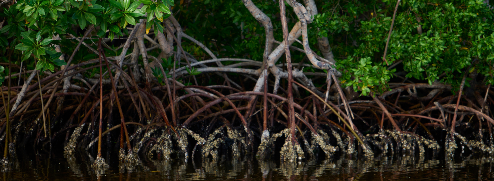 Manglares, guardianes de la costa y la biodiversidad